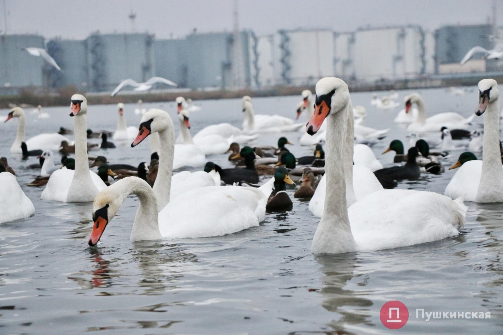 Стаття На Черноморскую переправу снова прилетели лебеди. Фоторепортаж Ранкове місто. Одеса