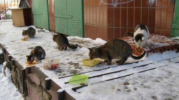 Стаття Почему коты не стали частью экосистемы Киева: животные гибнут из-за равнодушия граждан Ранкове місто. Одеса