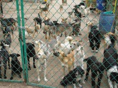 Стаття В Симферополе хотят снести единственный приют для бездомных собак Ранкове місто. Одеса