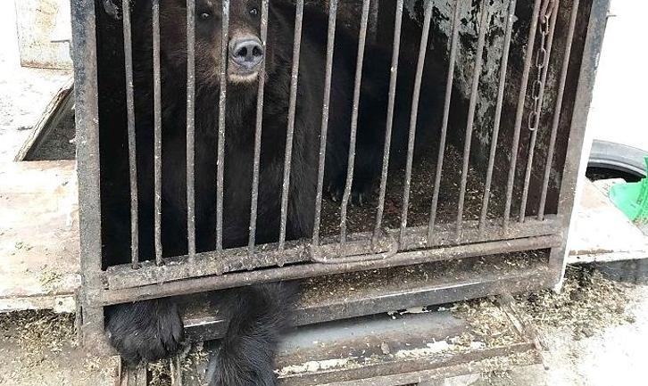 Стаття Замученных животных из частного зоопарка на Донетчине планируют вывезти до конца месяца Ранкове місто. Одеса