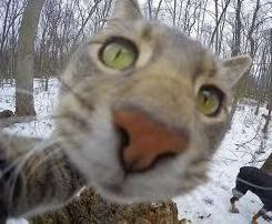 Стаття В соцсетях показали, как живут одесские коты, - ФОТО Ранкове місто. Одеса
