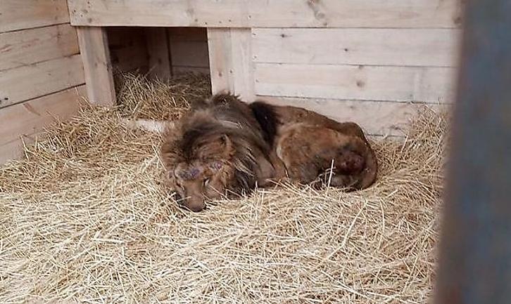 Стаття Из «зоопарка смерти» в Покровске забрали еще одного истощенного льва Ранкове місто. Одеса