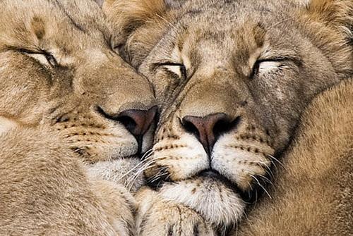Стаття В Одесском зоопарке ко Дню Влюбленных выберут самую красивую пару животных Ранкове місто. Одеса
