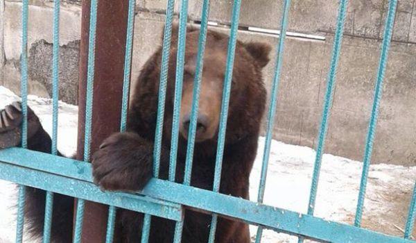 Стаття Из частного зоопарка на Донбассе забрали пять медведей Ранкове місто. Одеса