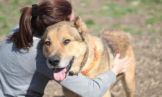 Стаття Рядом с Одессой построят новый контактный приют для собак Ранкове місто. Одеса