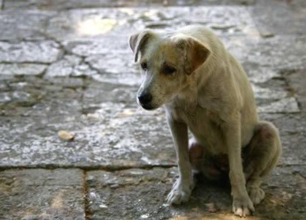 Стаття В Черноморске назначили награду за поимку догхантера: наказать отравителя собак Ранкове місто. Одеса