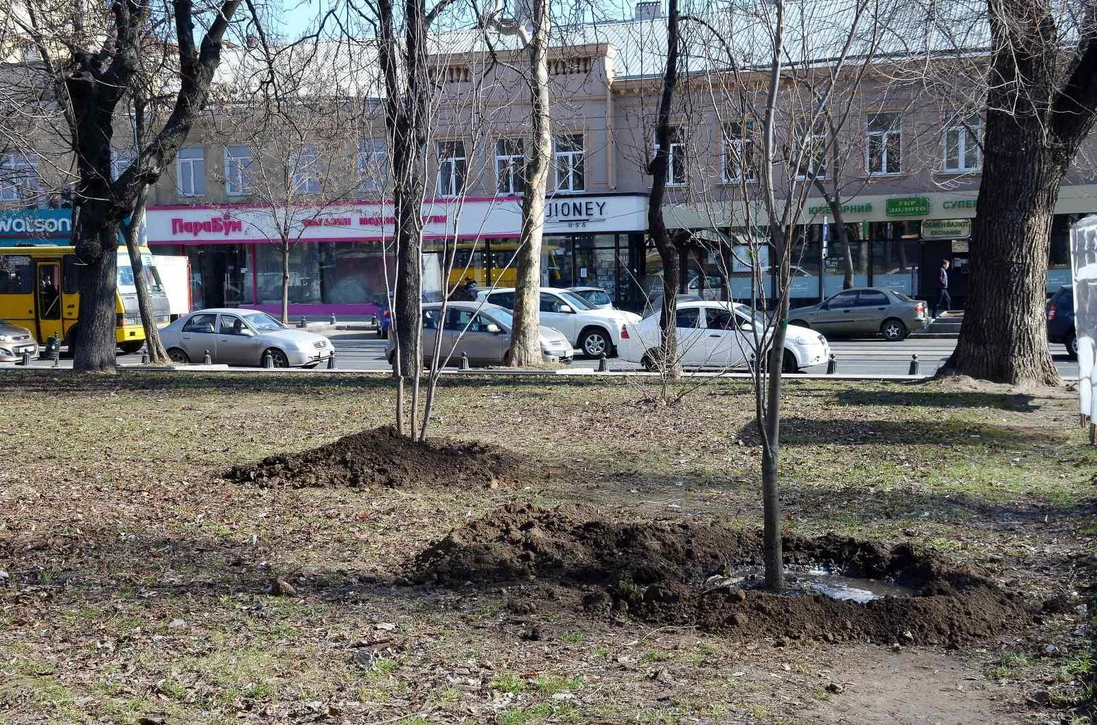 Стаття В центре Одессы высадили 23 молодых дерева. Фото Ранкове місто. Одеса