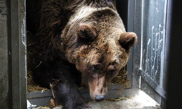 Стаття ФОТО. Волонтери збирають кошти для лікування врятованої із покровського «зоопарку смерті» ведмедиці Ранкове місто. Одеса