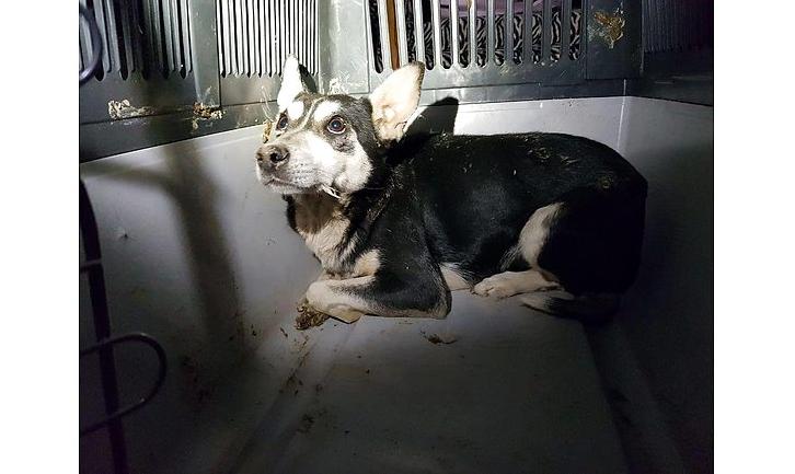 Стаття На Донетчине волонтеры спасли собаку, прожившую 1,5 года в колодце теплотрассы. ФОТО Ранкове місто. Одеса