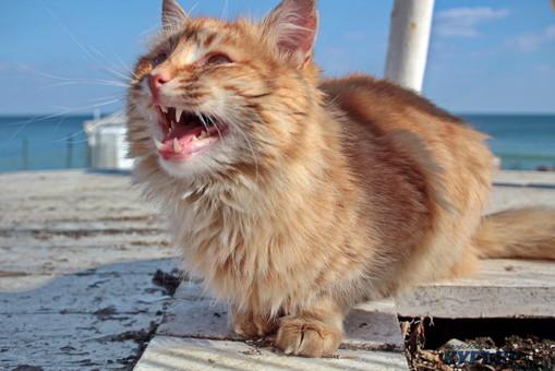 Стаття Весна в Одессе: море, люди, коты и чайки (ФОТО) Ранкове місто. Одеса