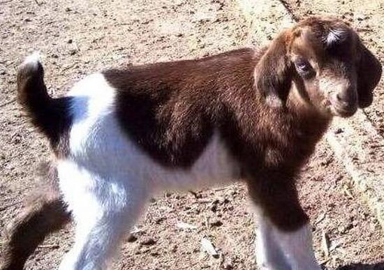Стаття В одесском зоопарке беби-бум: родились 6 детенышей бурских коз Ранкове місто. Одеса