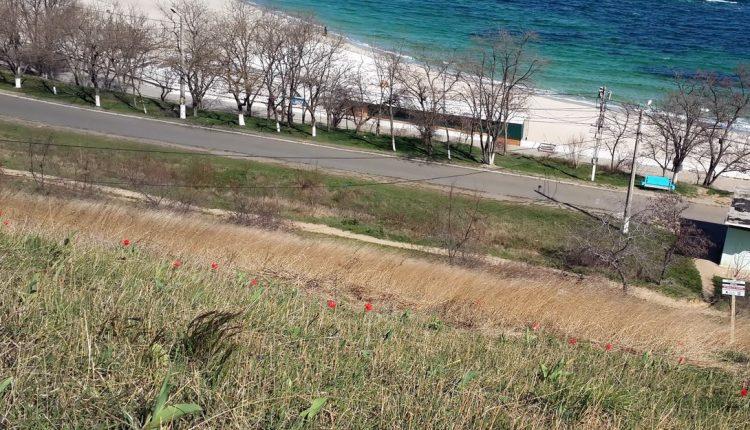 Стаття Одесситы высадили редкие цветы на прибрежных склонах (фото) Ранкове місто. Одеса