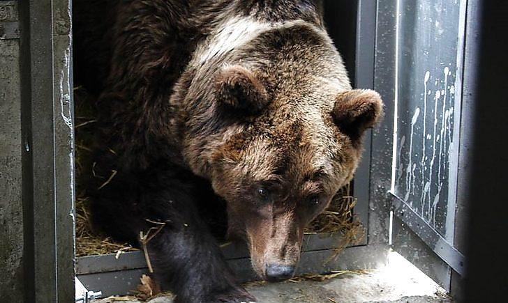 Стаття Спасенных из «зоопарка смерти» на Донетчине медведей внесут в электронную базу диких животных Ранкове місто. Одеса