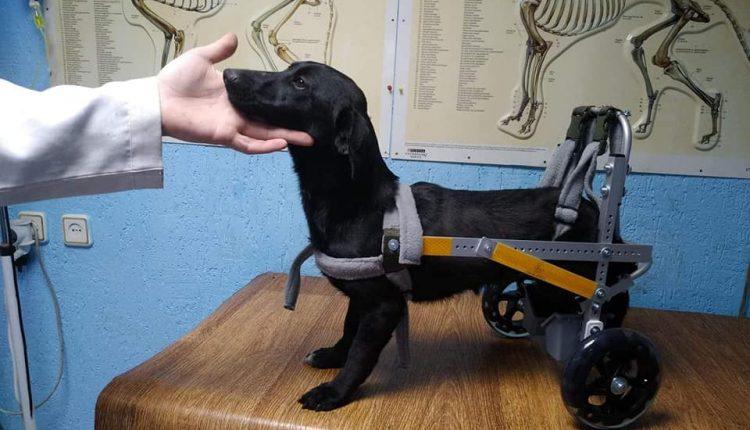 Стаття Одесситы спасли собаку после ДТП: такса Жужа на инвалидной коляске ищет семью! Ранкове місто. Одеса