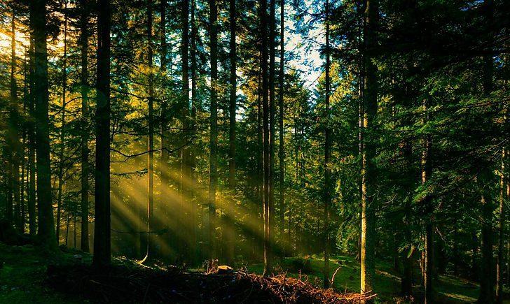 Стаття На Донбасі створять національний природний парк «Кремінські ліси» Ранкове місто. Одеса