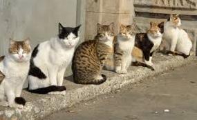 Стаття В Запорожье бездомных котов признали частью экосистемы Ранкове місто. Одеса