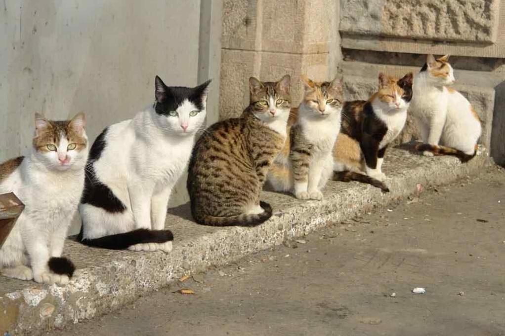 Стаття В Одессе начнут бесплатно стерилизовать бездомных котов: горожане могут помочь Ранкове місто. Одеса