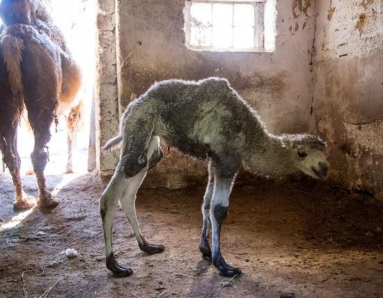 Стаття В одесском зоопарке пополнение: родился верблюжонок Ранкове місто. Одеса
