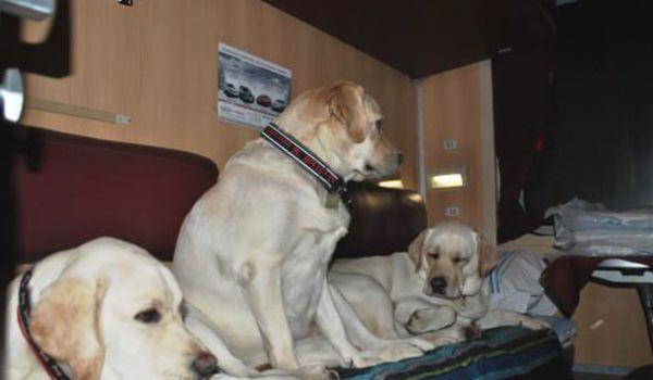 Стаття «Укрзализныця» разъяснила правила перевозки собак в поездах Ранкове місто. Одеса