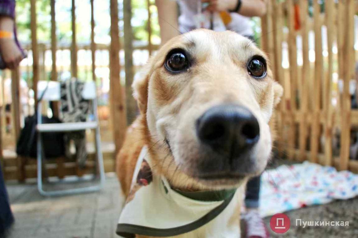 Стаття 52 питомца нашли своих хозяев на третьем фестивале бездомных животных «Home Me Fest #3» Ранкове місто. Одеса