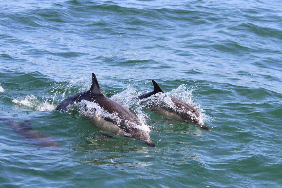 Стаття В Черном море считают дельфинов: от Одесской затоки до дельты Дуная — 52 группы Ранкове місто. Одеса