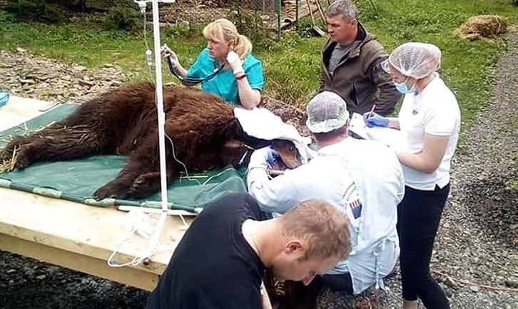 Стаття Йде на одужання: врятованій із покровського «зоопарку смерті» медведиці зробили операцію. Фото Ранкове місто. Одеса