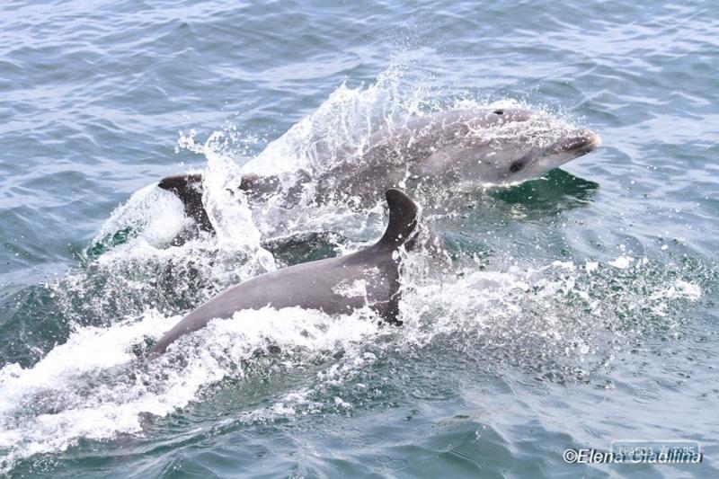Стаття Специалисты посчитали дельфинов у берегов Одессы Ранкове місто. Одеса