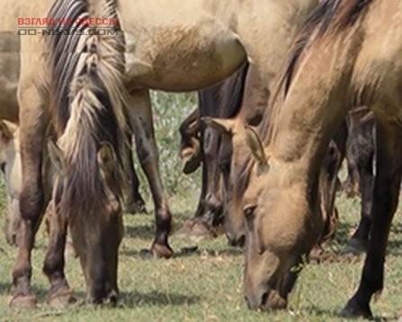 Стаття В Одесской области замечены табуны диких лошадей Ранкове місто. Одеса