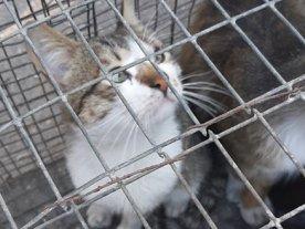 Стаття Волонтеры призывают спасти жизни котов из 51-й колонии! Ранкове місто. Одеса