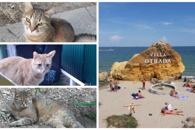 Стаття Как отдыхают на море одесские коты Ранкове місто. Одеса
