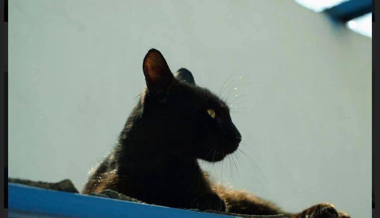 Стаття Коты из колонии могут стать бездомными, если для животных не найдут дом - волонтеры (фото) Ранкове місто. Одеса