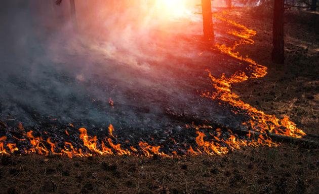 Стаття Катастрофические пожары в Сибири останавливают добычу нефти Ранкове місто. Одеса