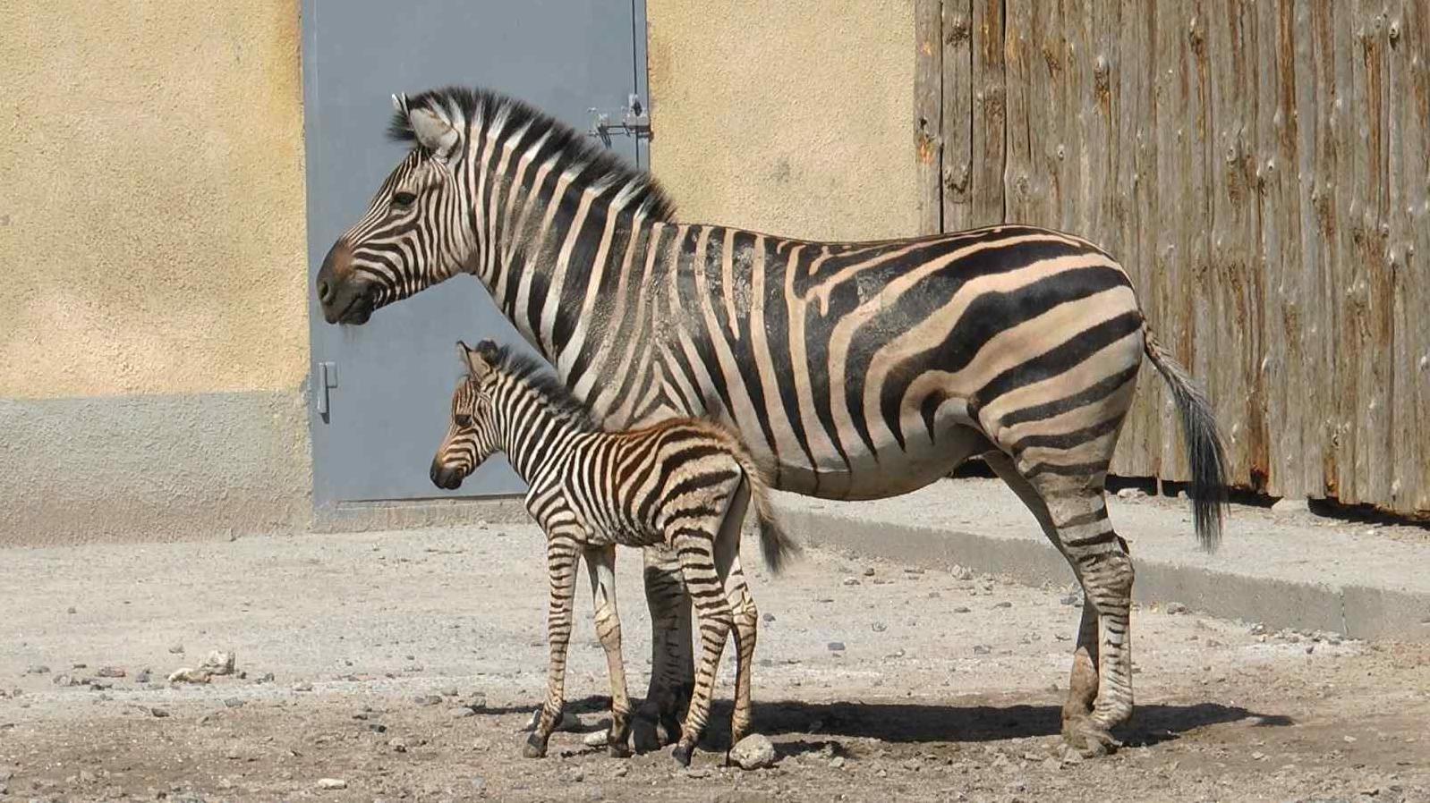 Стаття Бэби-бум в Одесском зоопарке: у четы зебр родился малыш Ранкове місто. Одеса