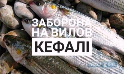 Стаття Рыбоохрана устанавливает запрет на вылов кефали в Одесской области Ранкове місто. Одеса