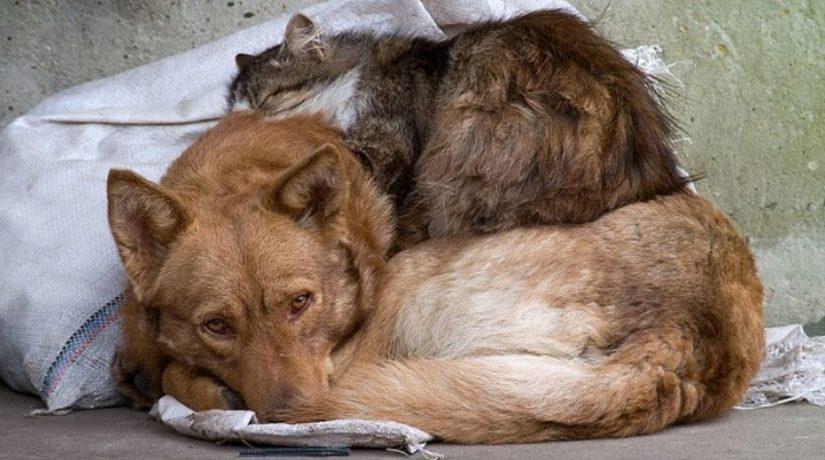 Стаття В Киеве представили программу обращения с животными по европейским стандартам Ранкове місто. Одеса