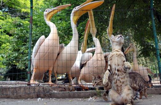 Стаття В субботу одесский зоопарк отметит свой день рождения Ранкове місто. Одеса