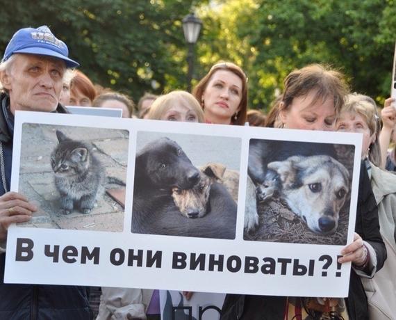 Стаття Создание зоополиции и центров реабилитации: в Одессе пройдёт марш за права животных Ранкове місто. Одеса