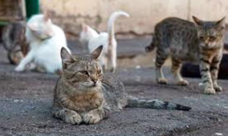 Стаття У Маріуполі вимагають визнати вуличних котів частиною екосиcтеми міста Ранкове місто. Одеса