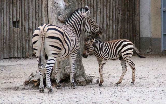 Стаття В Одесском зоопарке объявили конкурс на имя для самых маленьких его обитателей Ранкове місто. Одеса