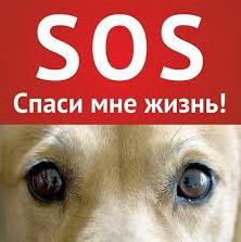 Стаття В Одессе появился собственный «Хатико»: трогательная история одинокой собаки, - ФОТО Ранкове місто. Одеса