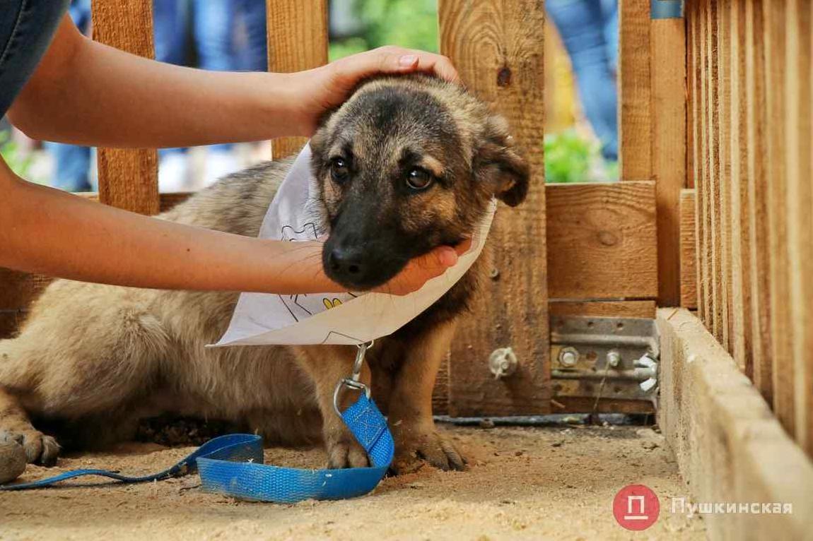 Стаття В мэрии Одессы планируют потратить больше денег на бездомных животных Ранкове місто. Одеса