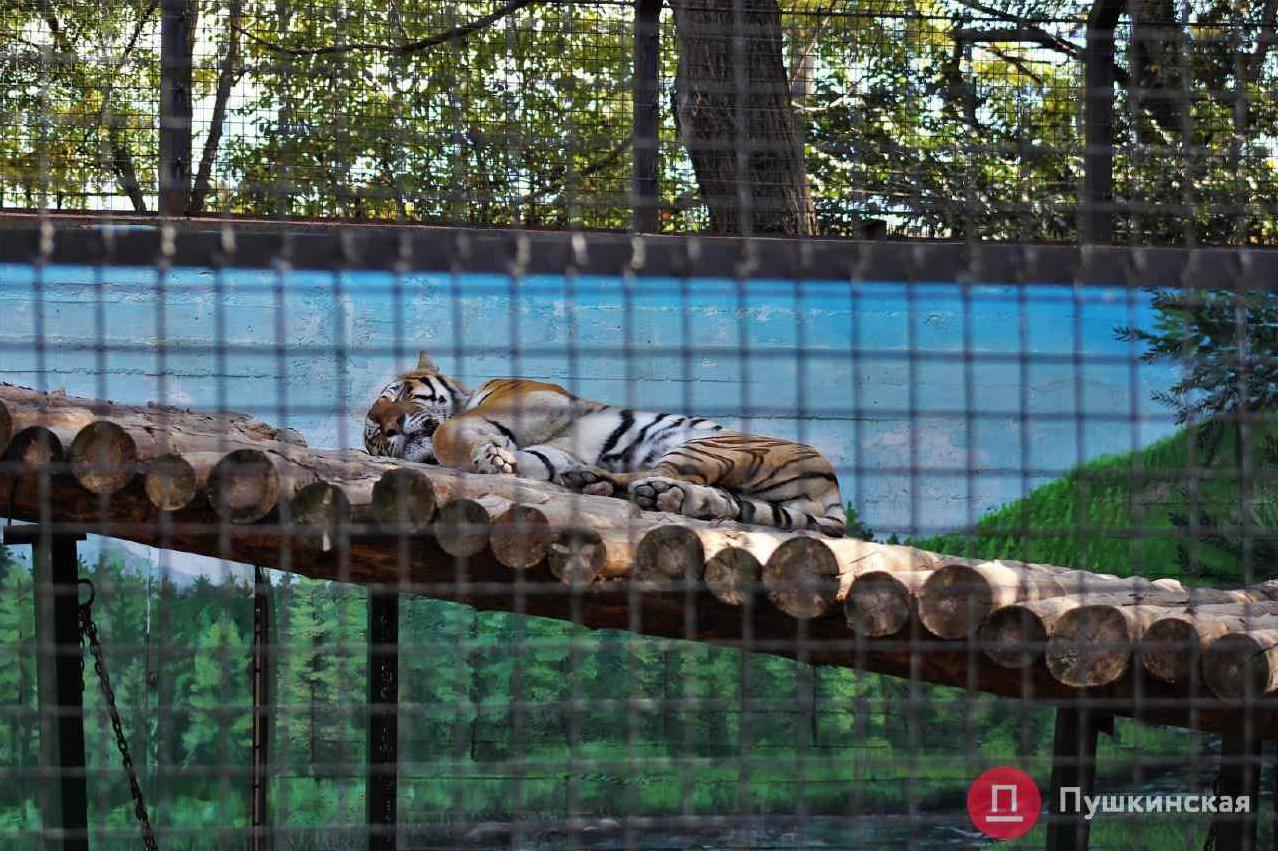 Стаття В Одесском зоопарке пополнение: купили молодого амурского тигра Ранкове місто. Одеса