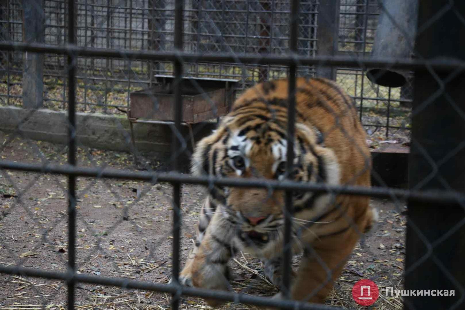 Стаття Просто красавец: как чувствует себя тигр Авгур, которого недавно купил Одесский зоопарк. Фото Ранкове місто. Одеса