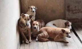 Стаття У Бахмуті створять пункт стерилізації безпритульних тварин Ранкове місто. Одеса