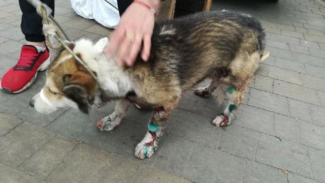 Стаття МВС нагородить спецпризначенця, який врятував собаку від чиновника-шкуродера на Хмельничинні Ранкове місто. Одеса