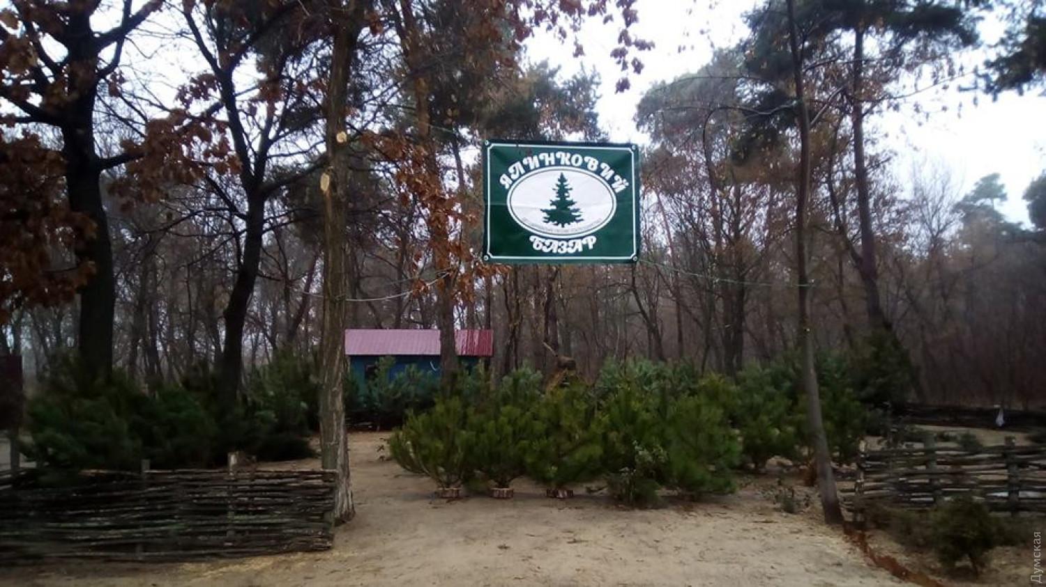 Стаття Скоро Новый год: лесхозы Одесской области начали продажу елок Ранкове місто. Одеса