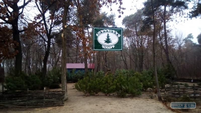 Стаття Лесные хозяйства начали продавать елки Ранкове місто. Одеса