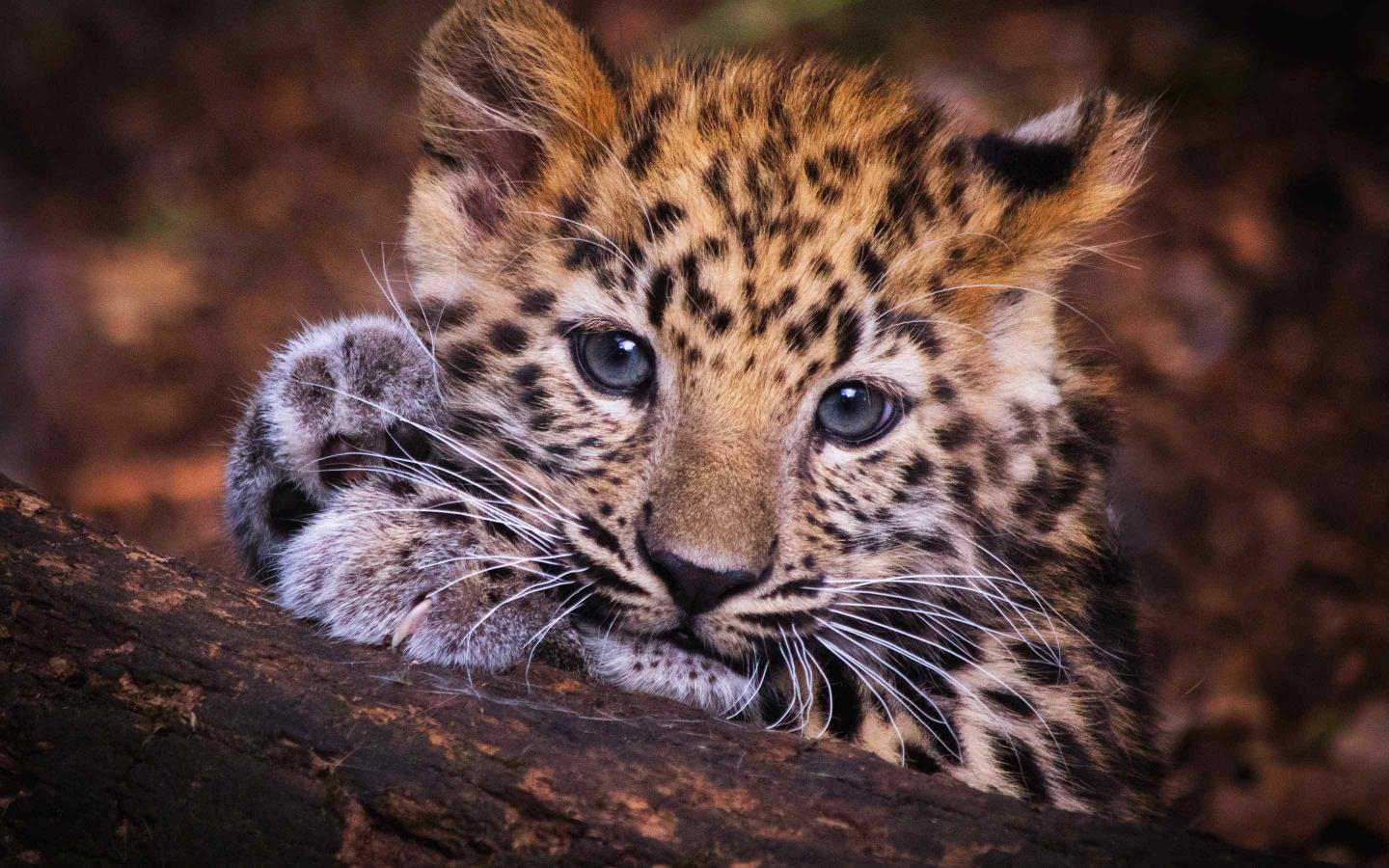 Стаття В Одесском зоопарке пополнение: купили пятимесячного леопарда «Казанову» Ранкове місто. Одеса