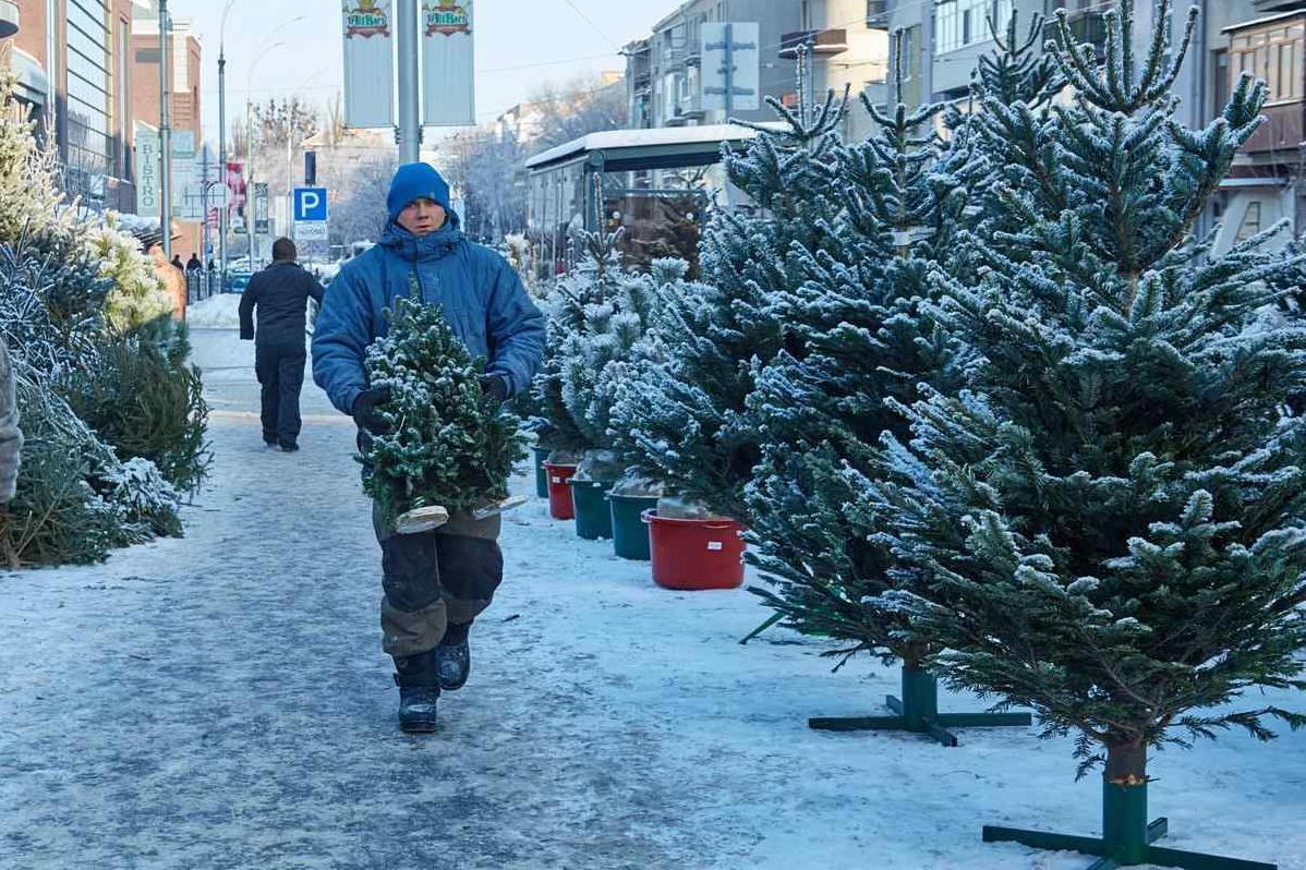 Стаття Праздник приближается: что нужно знать, чтобы купить «законную» елку в Одессе Ранкове місто. Одеса