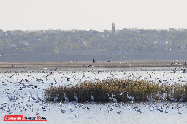 Стаття Тилігульський лиман - найдавніша «траса» міграції птахів (фото) Ранкове місто. Одеса